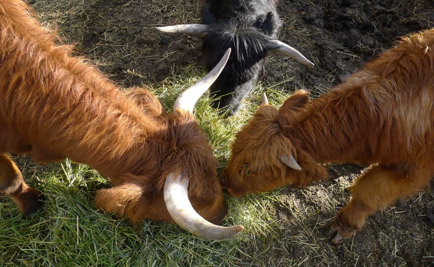 Sam finally found out what his grandma meant when she said "when the cows come home"