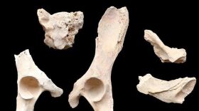 Royal Commission for AlUla, Discovery and the University of Western Australia