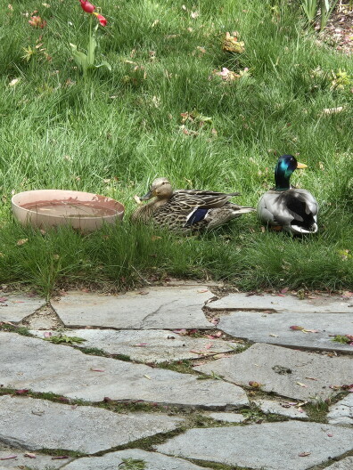 An Idaho Matters couple sent us this picture from their backyard in the East End of Boise where a pair of ducks often drop by for a drink and a quick bath.