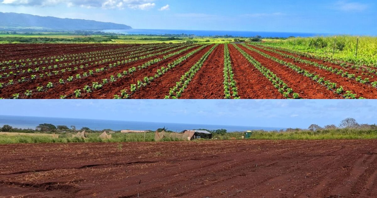 New Oʻahu farm delays blessing after Kona low storms destroyed crops