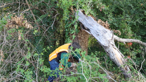 Ruth Amundsen works to remove ivy on a tree off of Tidewater Drive in Norfolk on Sunday, Oct. 18, 2026.