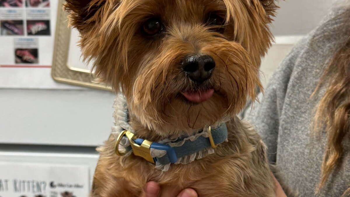 South Bend adopts new license rules encouraging spay/neuter