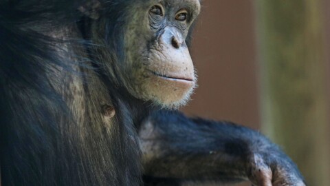 Chimpanzee Jambo is introduced to the rest of the members of the troop at Zoo Knoxville. The process takes time as members are introduced one or two at a time, over weeks and sometimes months.