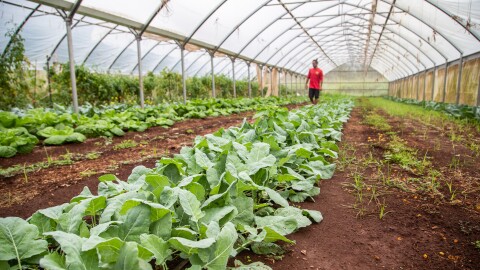 After recent flooding, Jason Witte walks along a row of kohlrabi, or German turnip, growing inside a greenhouse at his family's Thrive Hawaii Family Farm. (March 16, 2026)