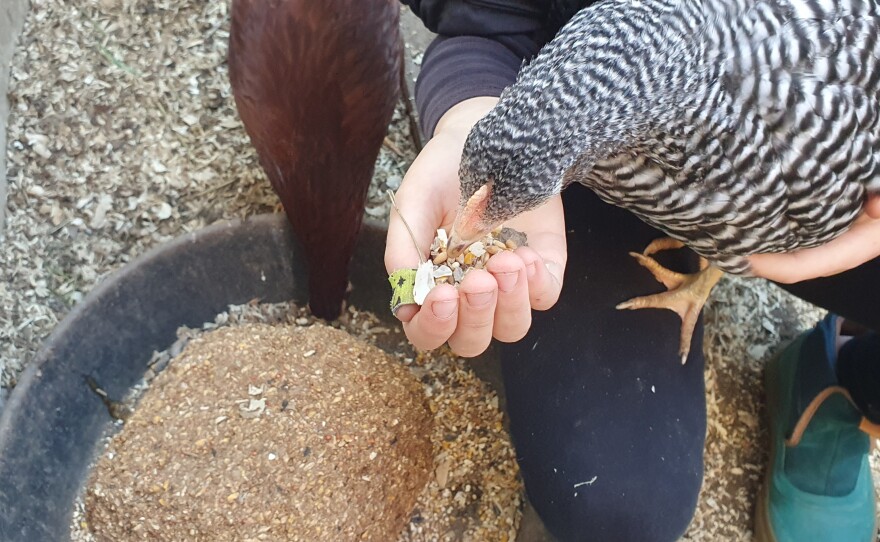 Chickens living in the middle of San Luis Obispo