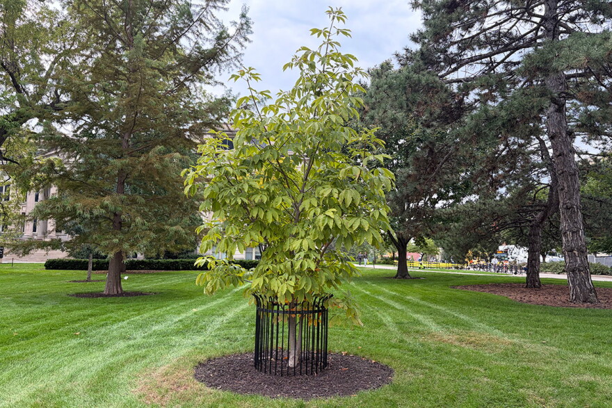 A young tree on a lawn at the University of Iowa. 
