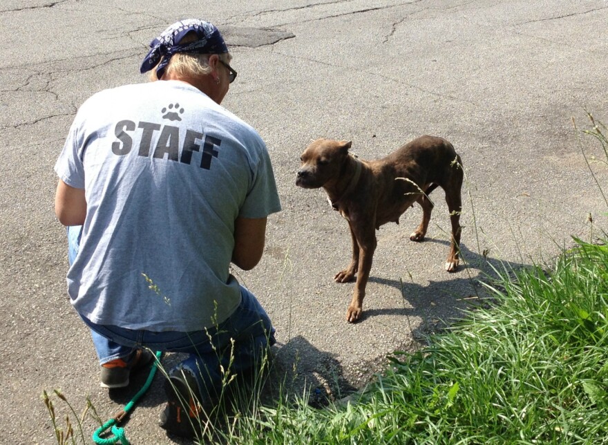 Randy Grim still goes out and rescues strays. Here he coaxes a terrier into trusting him. But the city's police force and health department have joined in the effort to reduce animal mistreatment.