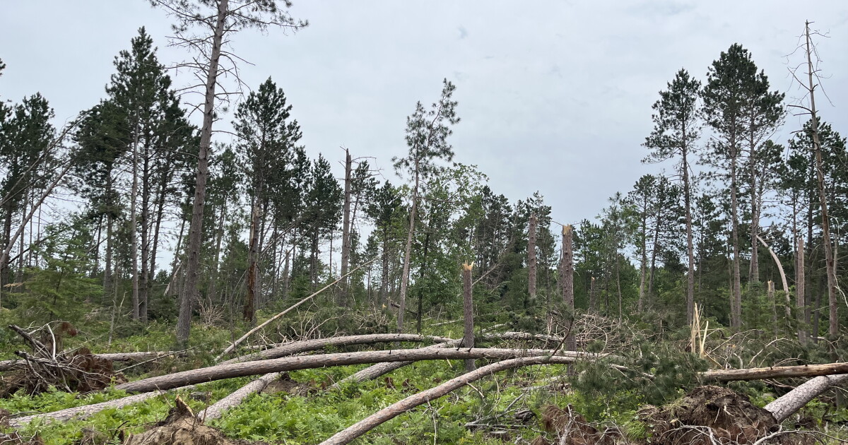 Becida Resources available for woodland owners after Bemidji area blowdown | KAXE