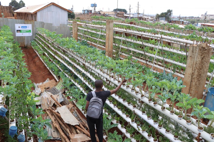 Kevin Abuya works on Victor Edalia's expanded urban farm, which now provides free vegetables to hundreds of families each month.