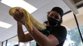 Marshmallow, an albino Burmese python, is one of several beloved rescues at Gator City Reptiles in Gainesville, Florida. His previous owner didn’t own a proper permit to own him and kept him in a 40-gallon enclosure, stunting his size. At 9 years old, he weighs an estimated 30 pounds and is 9 feet, 7 inches long -- about 2 feet shorter than he should be for his age, store owner Chantz Chick said. (Marlowe Starling/WUFT News file photo)