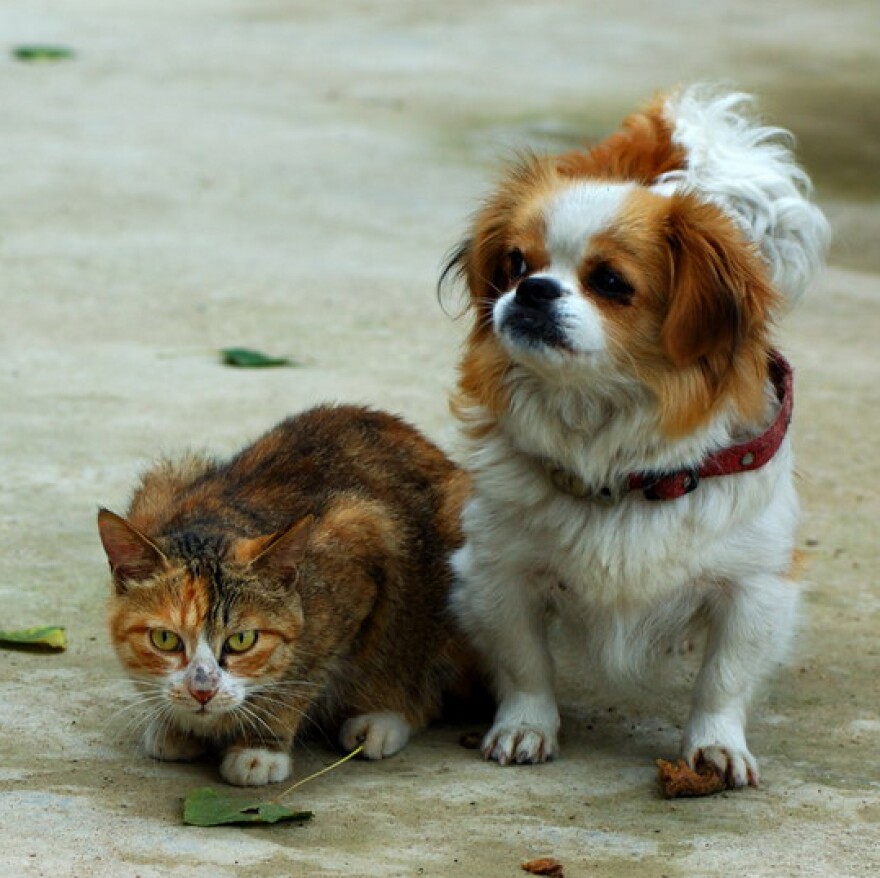 Cat and dog