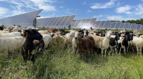 Sheep from Gray’s Lambscaping at a Dominion Energy solar farm in Sussex County. (Photo by Katherine Hafner)