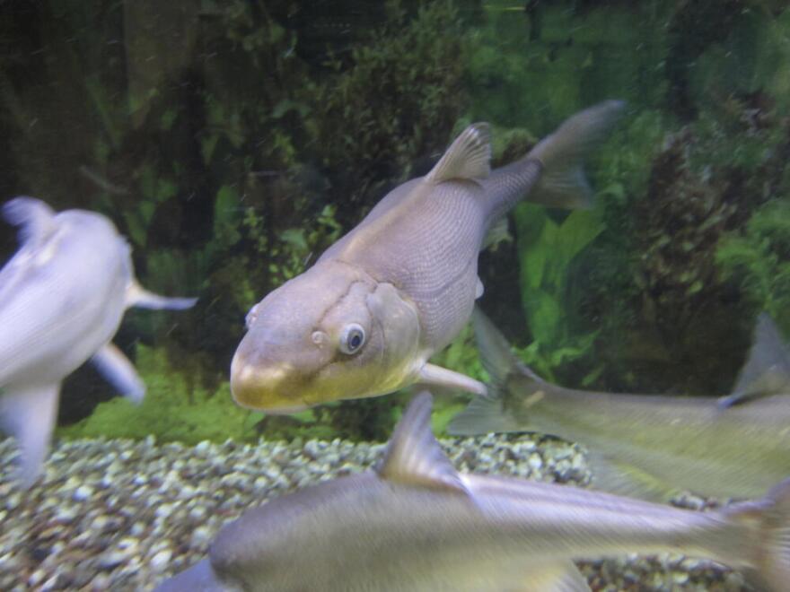 A Colorado River razorback sucker fish is shown swimming in a tank at the U.S. Fish and Wildlife Service office in Lakewood, Colo. (Dan Elliott/AP)