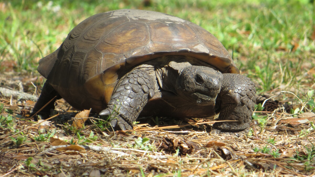 Gopher tortoise deaths in Florida are concerning environmentalists - Vimarsana News