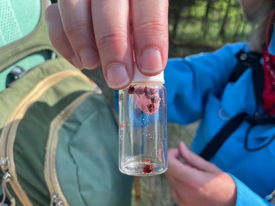 A close up of a small clear jar with a white lid, with a handful of ticks inside. 