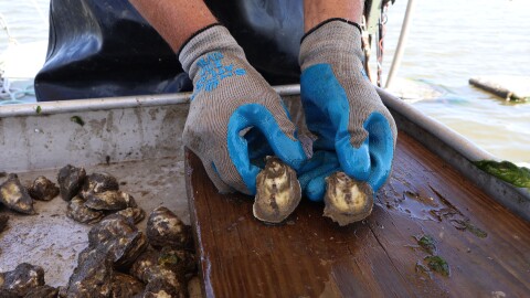 Curole lays two oysters side by side on his boat’s sorting table.