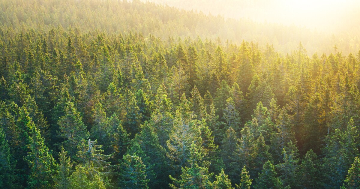 More Vermont pines are turning yellow and brown this year, but experts