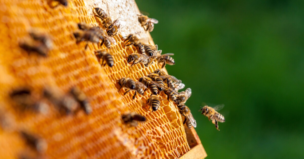 Belle Isle Bee Fest educates public on pollination, environment