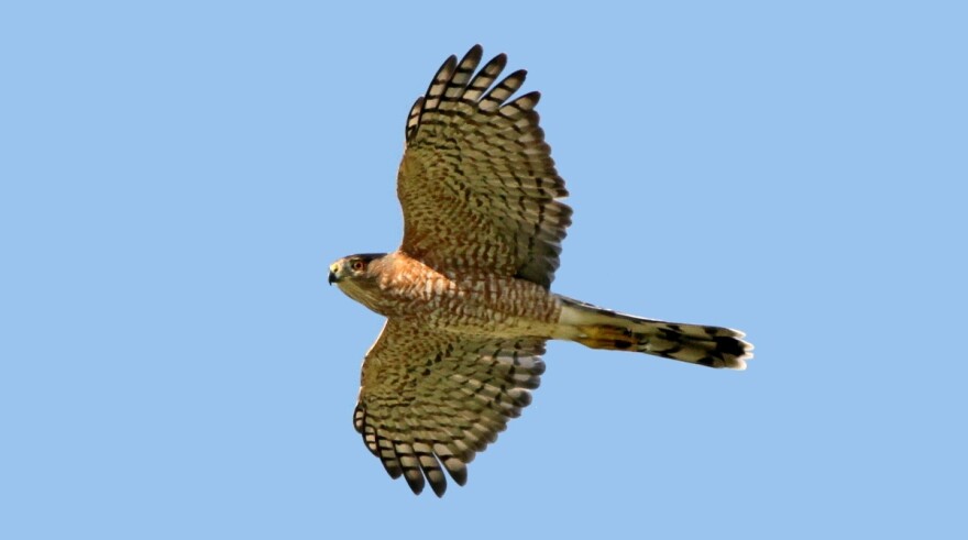 A Cooper's Hawk