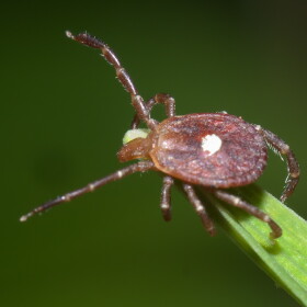 The lone star tick is the vector for Alpha-gal Syndrome, a potentially dangerous allergy to red meat, and in some parts of the country reports of the illness are on the rise. The lone star tick is present in West Texas, but it’s not nearly as abundant here as in lusher regions.