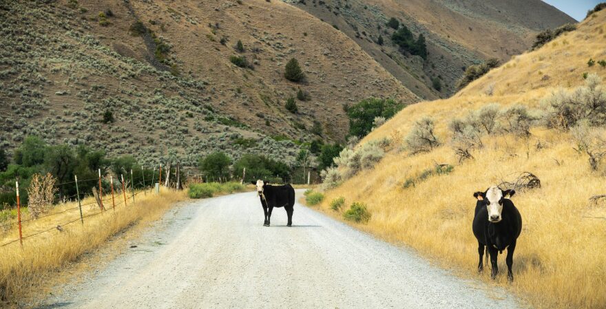 Cattle graze along the Snake River. Snake River Basin steelhead are among species that conservationists are concerned could be harmed by expanded cattle grazing under a new federal plan.