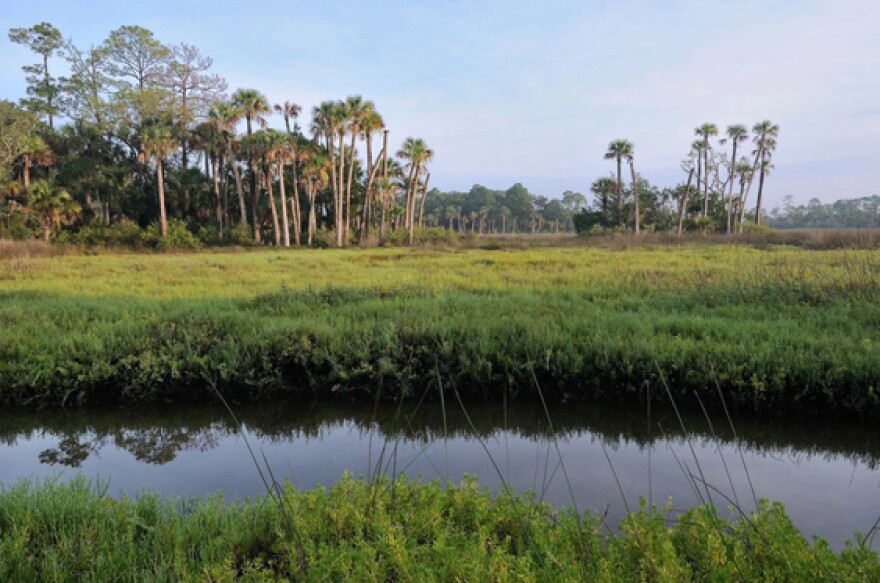 Palm trees loom over a placid river