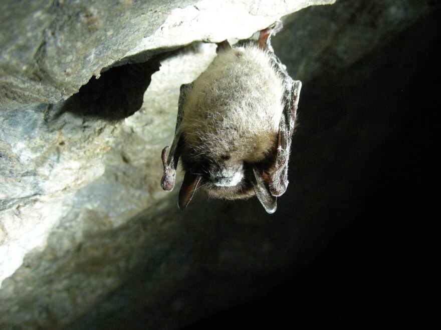 A little brown bat affected by white nose syndrome.
