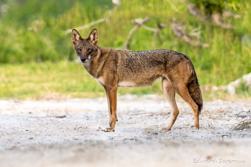   Larger animals like coyotes, above, and bobcats did OK on Sanibel after Hurricane Ian's passage.