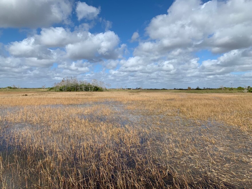 Everglades cypress dome. (Jenny Staletovich/WLRN)