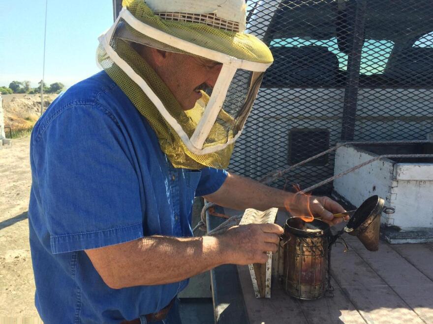 Gene Brandi uses smoke to calm the bees he works with.