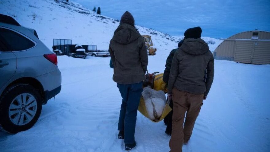 Researchers carry one female sheep in a tarp and prepare to release her.