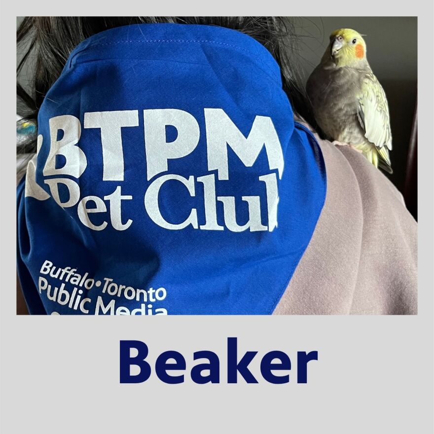 Photo of Beaker the bird standing on a human's shoulder. the human has their back turned to the camera and they have a BTPM Pet Club bandana around their neck. Photo is in a polaroid frame with Beaker's name in bold blue text underneath