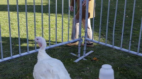 New York Gov. Kathy Hochul, with the turkey named "Sully" that she pardoned on Thanksgiving eve. Hochul also warned New Yorkers to be careful not to further spread COVID-19 during the holiday. 