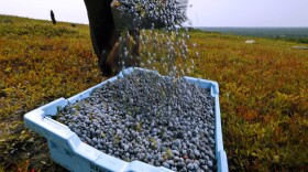 In this Aug. 24, 2018 file photo, a worker pours wild blueberries into a tray at a farm in Union, Maine.