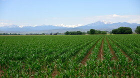 Rows of young green corn plants stretch across a farm field in Colorado, with snow-capped Rocky Mountain peaks rising in the distance beneath a blue sky.