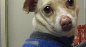 http://www.adoptapet.com/pet/12564516-duluth-minnesota-chihuahua-mix
