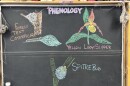 Chalk illustrations show a spittlebug, yellow lady's slipper, and forest tent caterpillar.