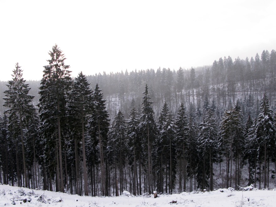 The prince owns about 30,000 acres of vast forestland, home to the wisents.