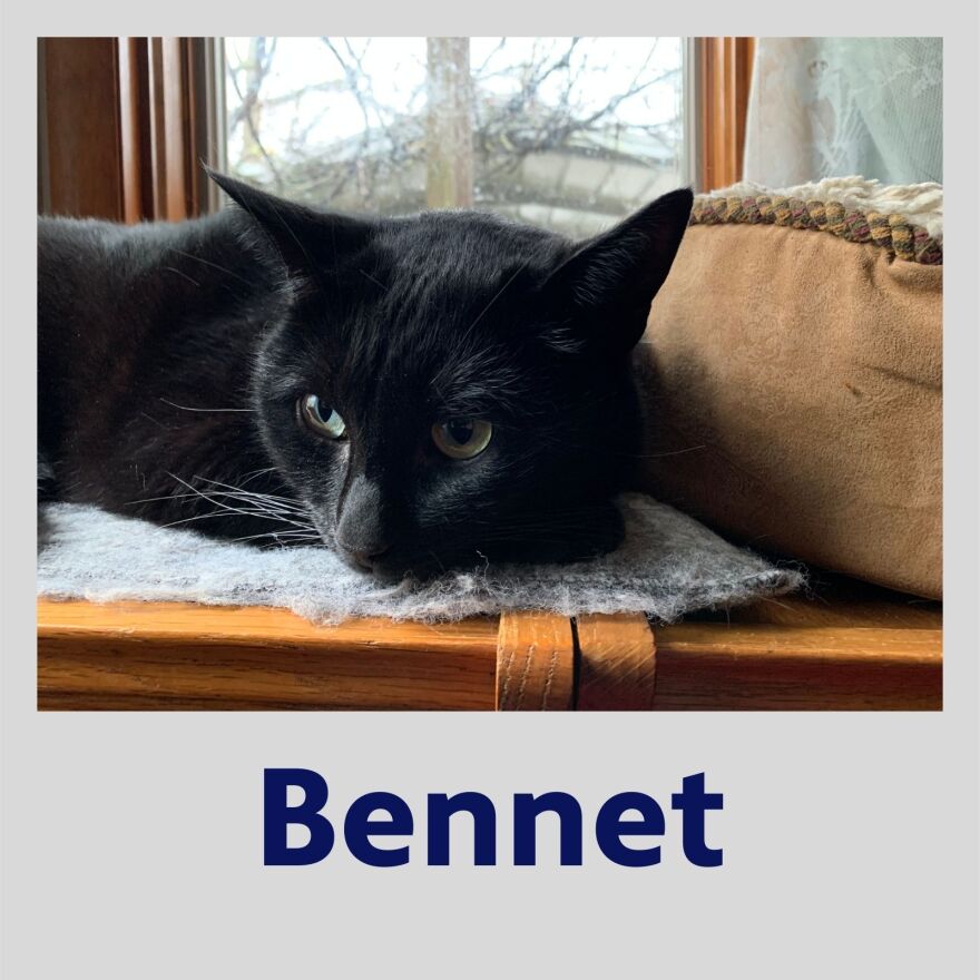 Photo of Bennet the cat in a polaroid frame with her name in bold, blue text underneath