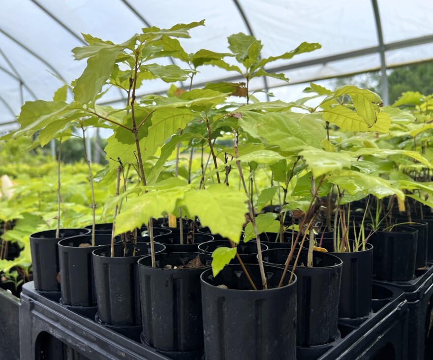 Small trees with big green leaves grow inside a greenhouse.