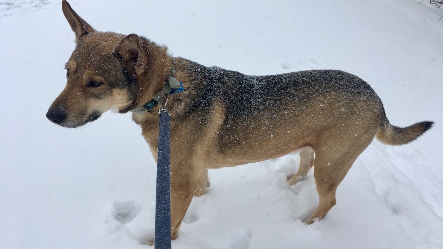 dog in snow