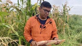 Graham Biyáál harvests blue corn on his four acre farm on a rainy day in Shiprock, NM.