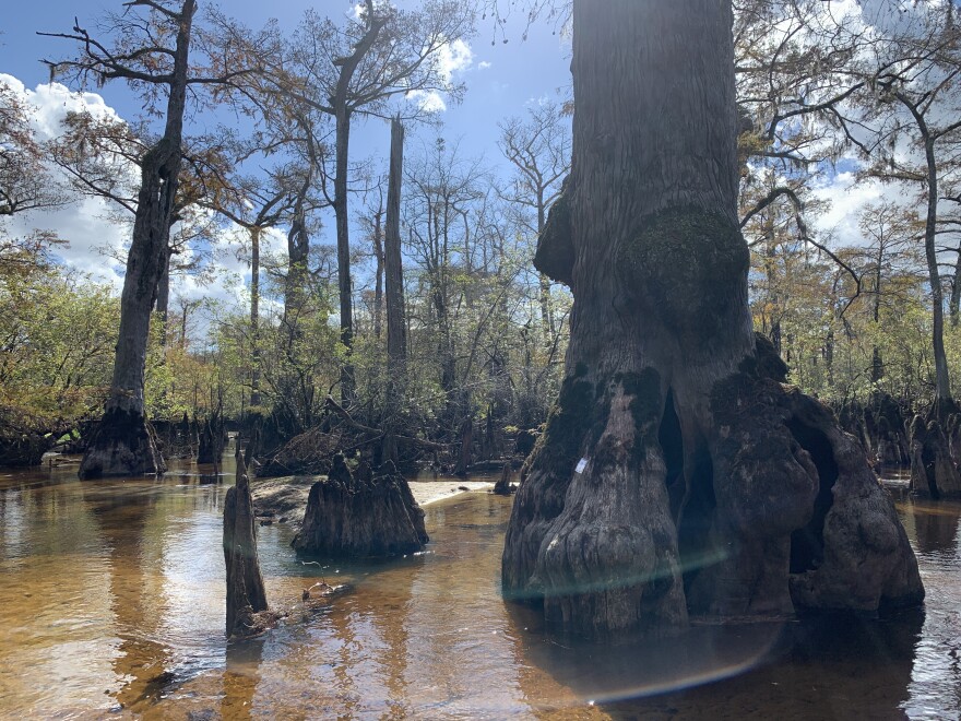 Old-growth bald cypress trees line the banks of North Carolina's Black River. APRIL LAISSLE/WFDD