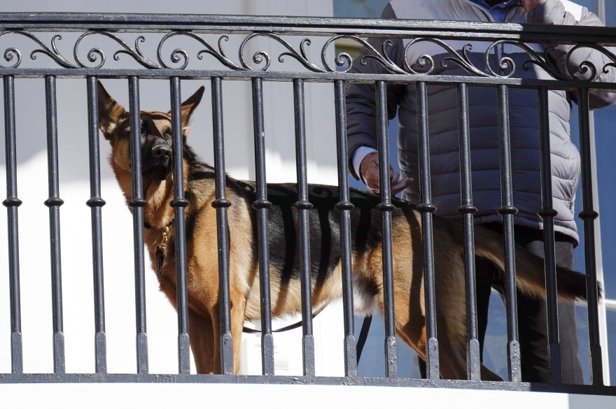 President Biden's dog Commander looks out from the balcony during the 2022 Thanksgiving turkey pardon ceremony. Secret Service records show the dog has bitten a number of agents, raising concerns.