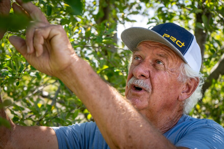 Kenyon Farley mainly grows tart cherries, but he lost all of them this year at his orchard in Payson.