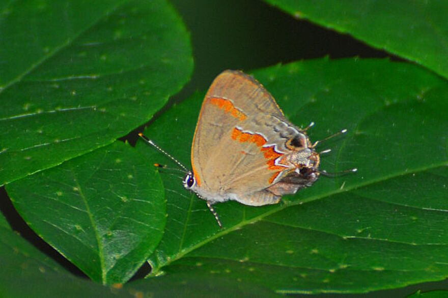 Red-banded Hairstreak (Calycopis cecrops) in Stone Mountain Park, Georgia.Photo taken in the summer of 2007.