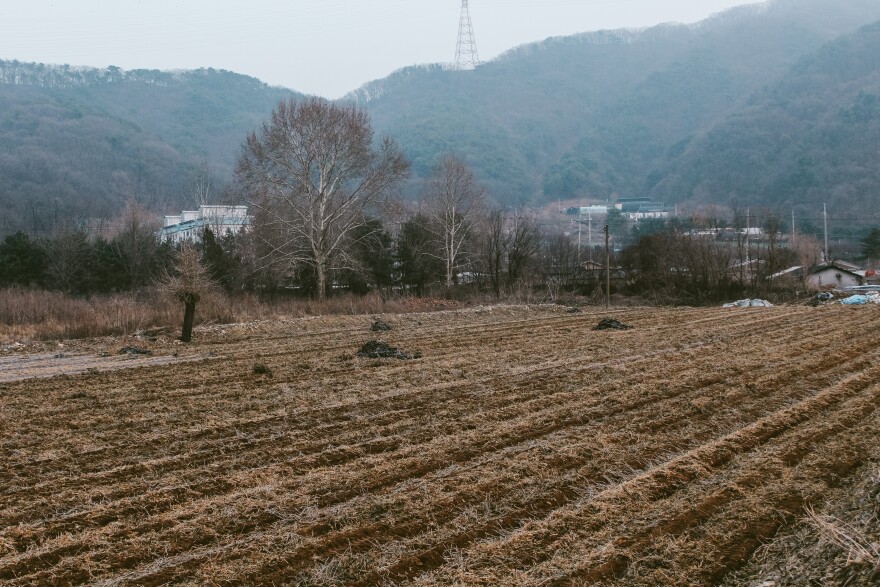 A soybean field in South Korea following harvest.