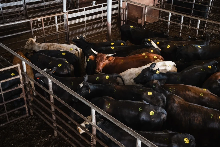 Cattle in the holding pen before being moved through the auction ring at the West Auction barn in West, Texas on June 11, 2026.