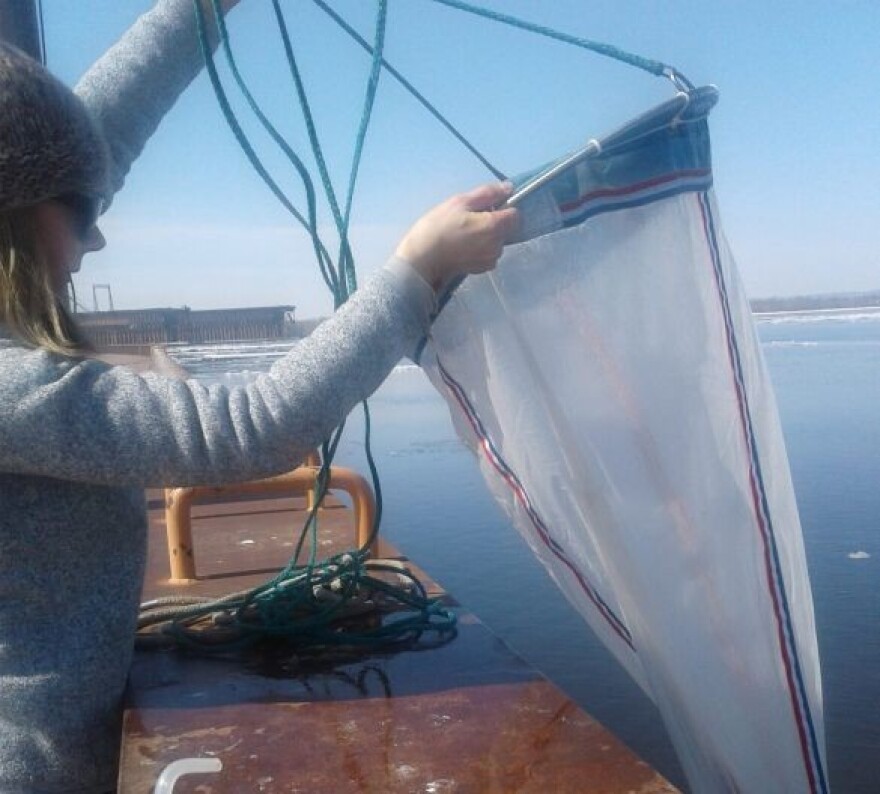 Researchers use nets and traps to monitor invasive bloody red shrimp in Duluth-Superior Harbor.