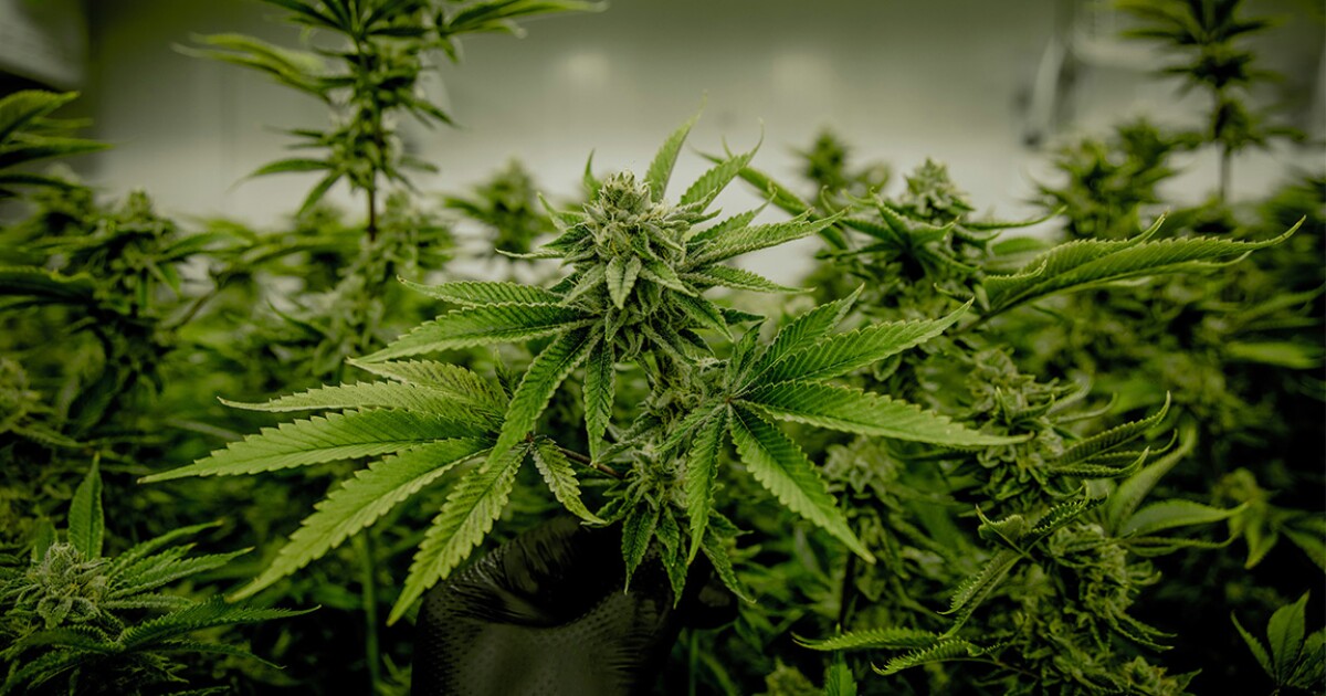 How does the rescheduling of marijuana affect Nevada?